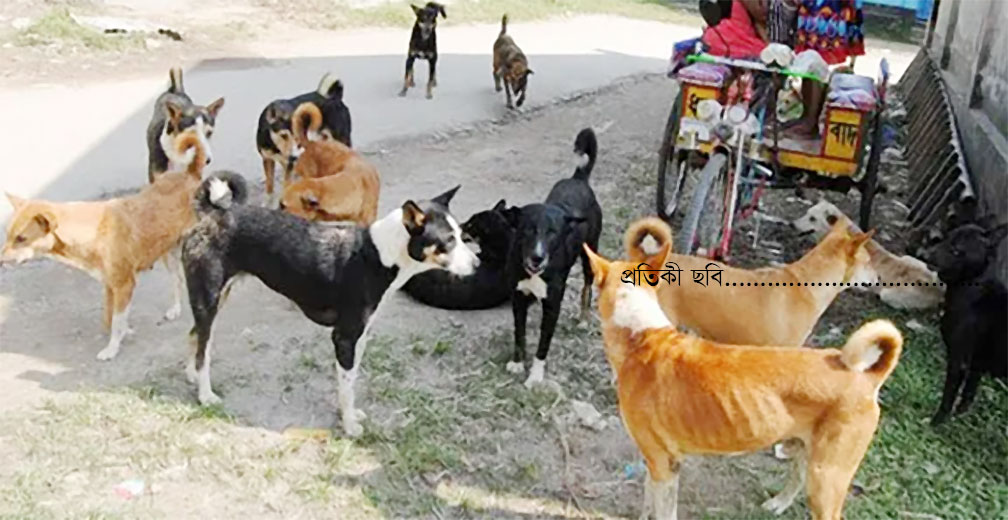  মুরাদনগরে  কুকুরের কামড়ে আহত ৫০ 