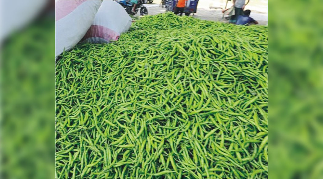 কাঁচা মরিচের দাম আবার  ৩০০ টাকা ছাড়াল