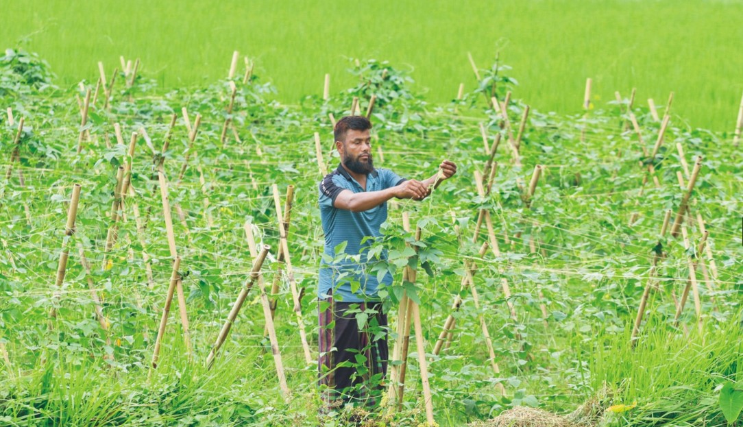  কুমিল্লায় গোমতীর চরে  শীতকালীন আগাম সবজি চাষে ব্যস্ত কৃষকরা  