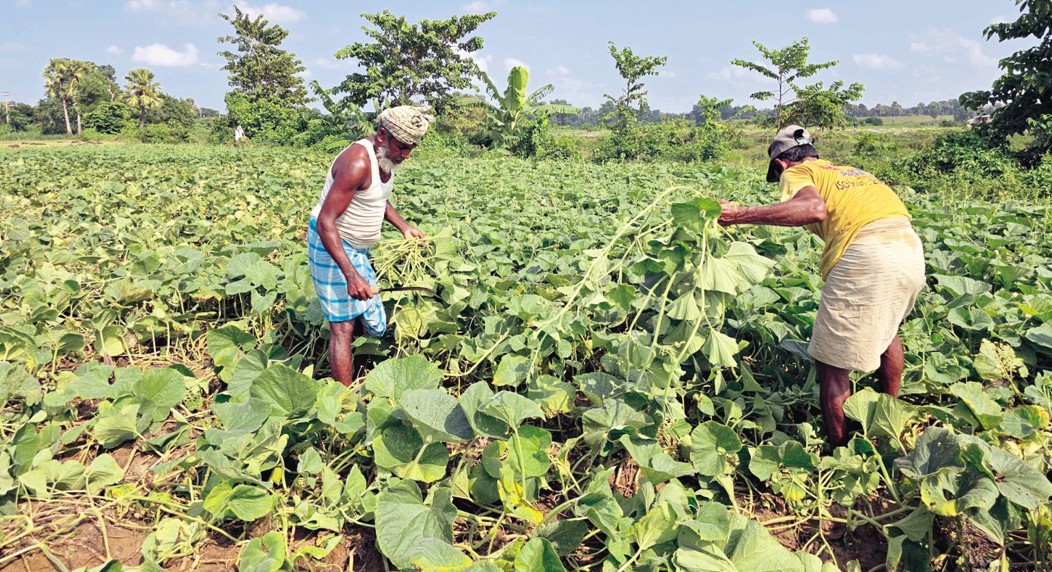   কুমিল্লার গোমতী চরের লাউশাকে সবুজ স্বপ্ন