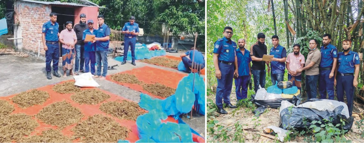   কুমিল্লায় ইউপি সদস্যের বাড়ির  ছাদে শুকানো হচ্ছিলো গাঁজা;  ১০০ কেজি জব্দ, একজন গ্রেপ্তার