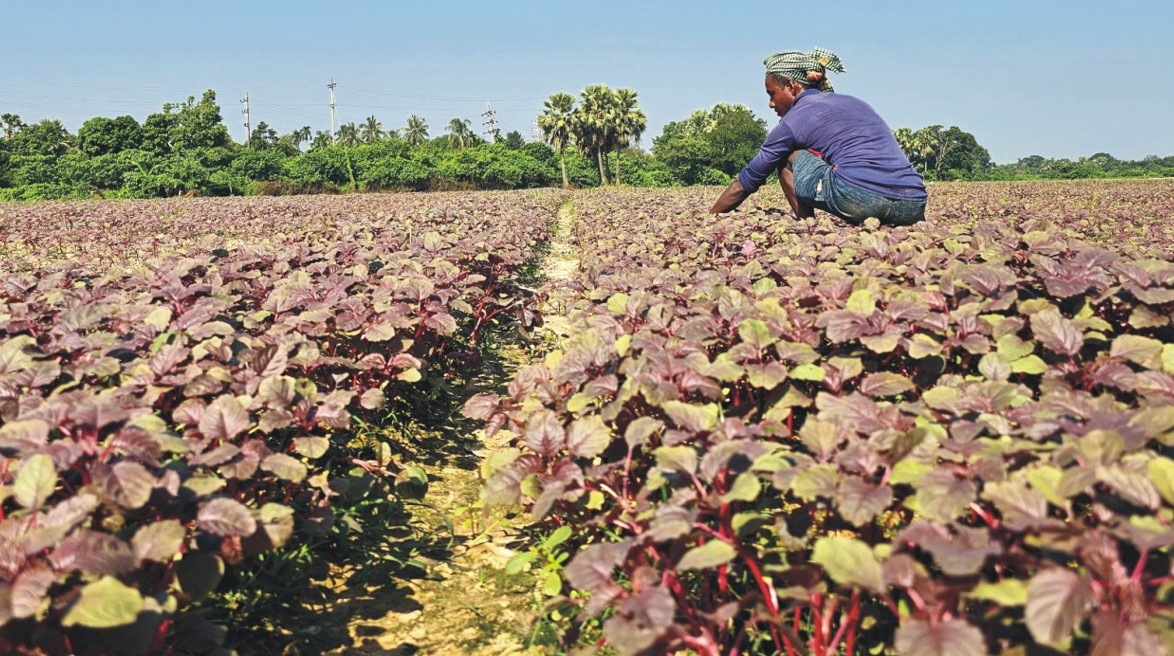 লাল শাকে রঙিন  গোমতীর চর