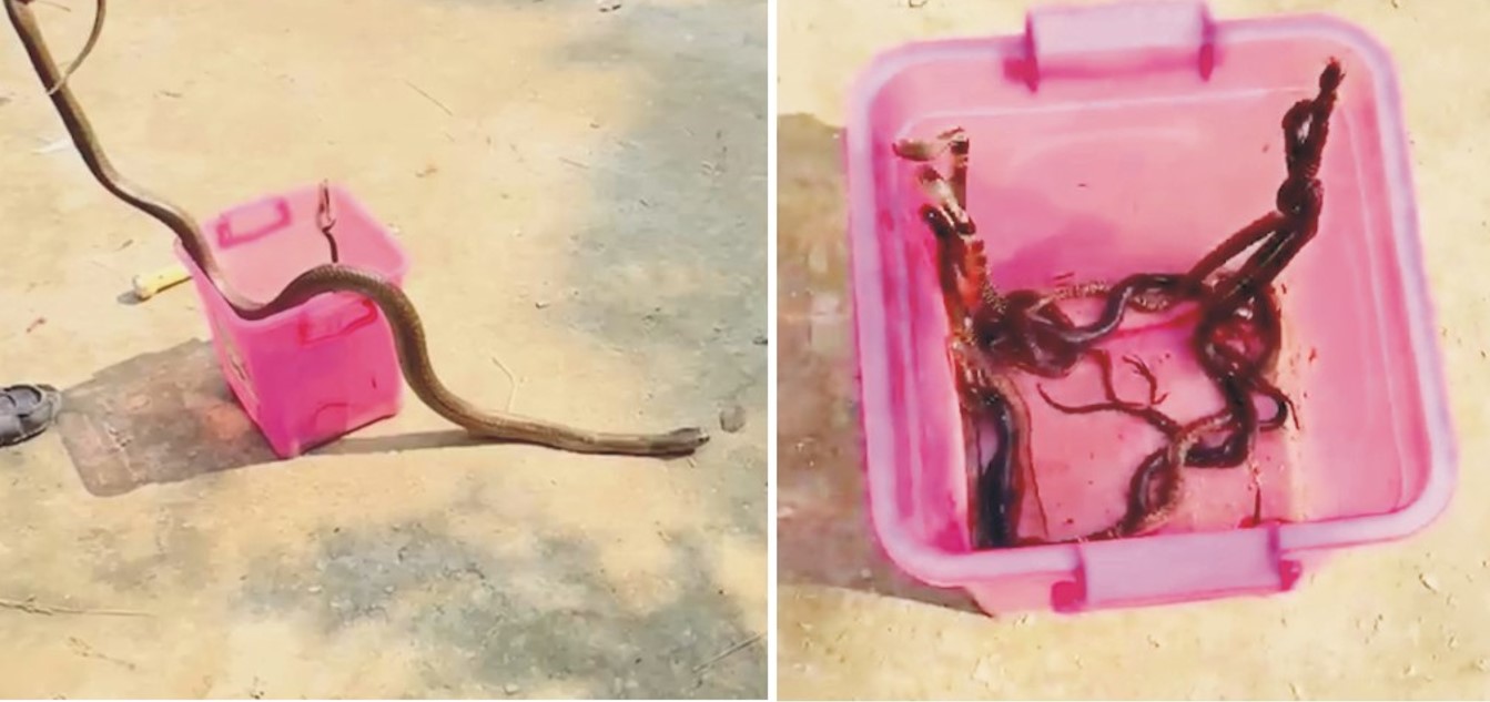  বাড়ির সীমানার দেয়ালের মাটি খুঁড়ে  ১৭টি বাচ্চাসহ গোখরা সাপ উদ্ধার 