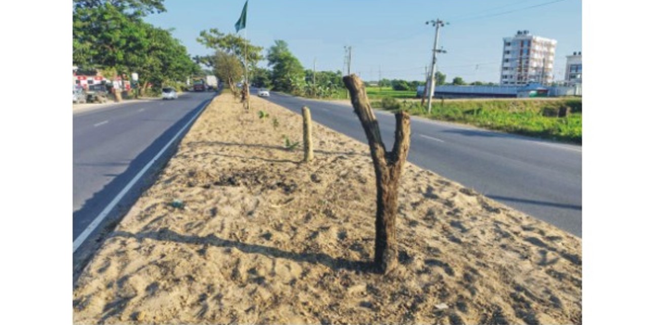  মহাসড়কের কুমিল্লা  অংশে বকুল গাছ কাটায়  থানায় অভিযোগ