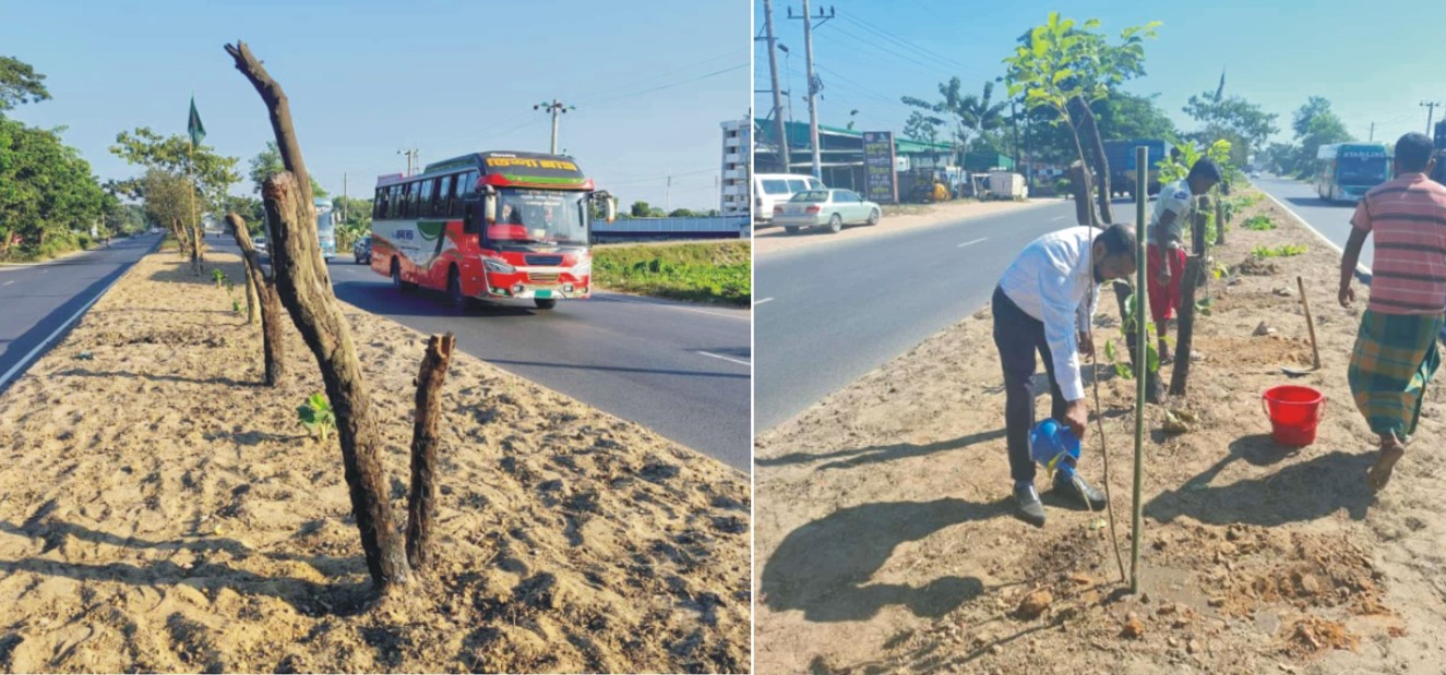   মহাসড়কের কুমিল্লায় সেই স্থানে রোপণ হলো ৬৪ বকুল গাছ 