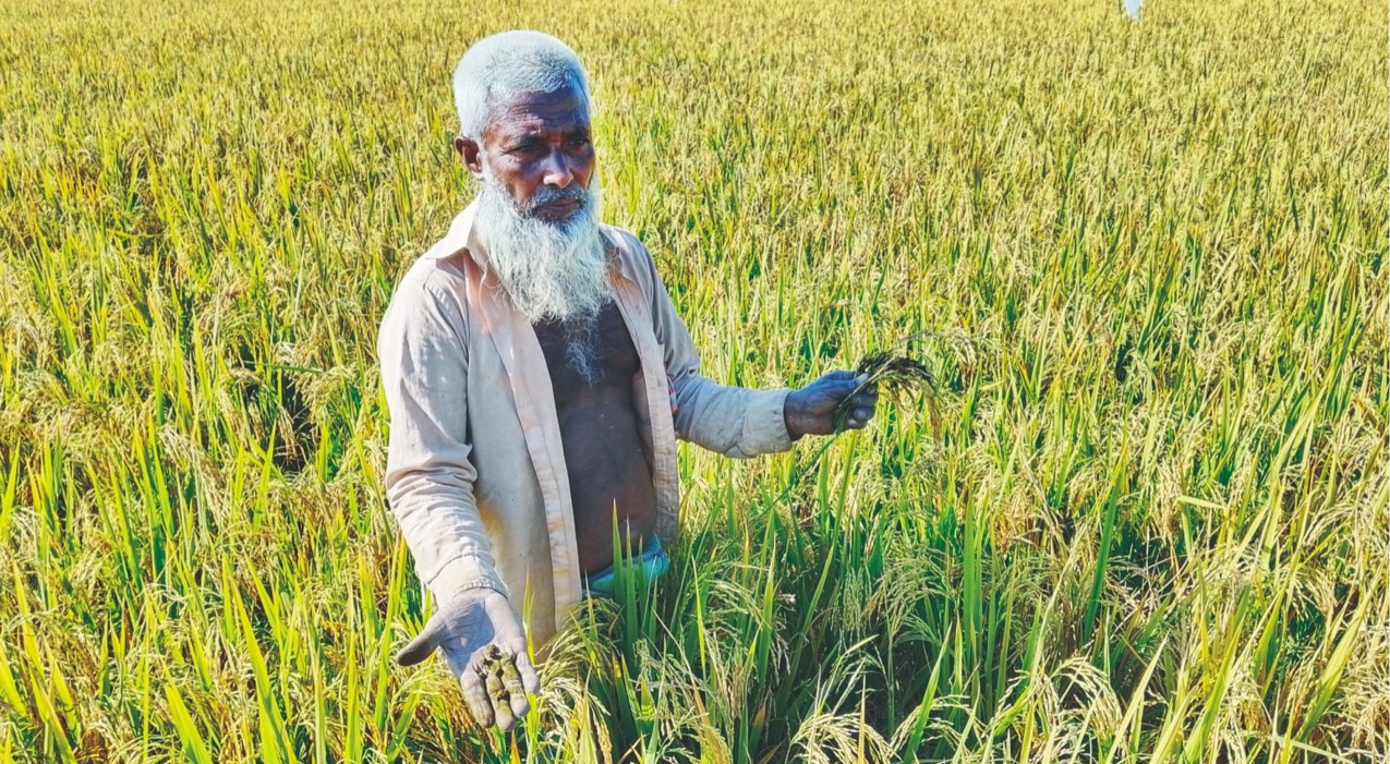 ‘ফলস স্মাটে’ কৃষকের সর্বনাশ
