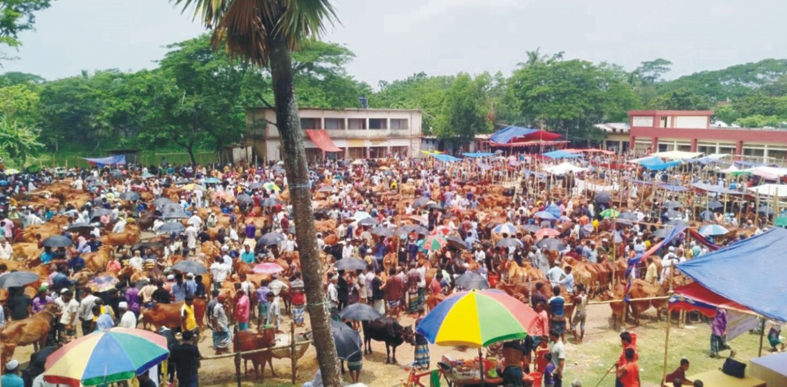 চান্দিনায় স্কুল মাঠ ও সড়ক দখল করে গরুর হাট!