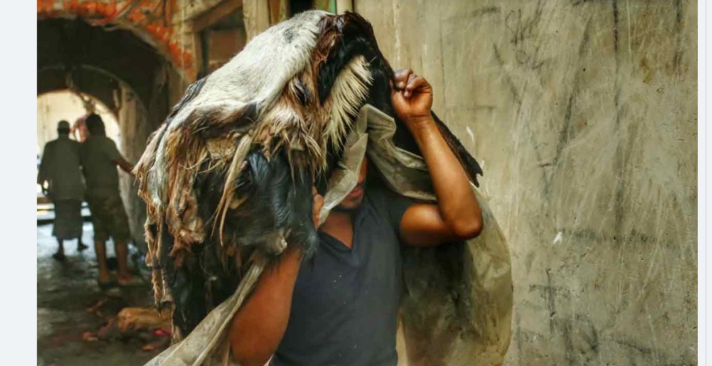 দুই হাজার টাকার চামড়া বিক্রি হচ্ছে ৫০০ টাকায়